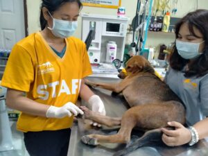 TMTRD Veterinary Team