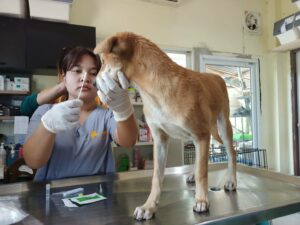 TMTRD Veterinary Team