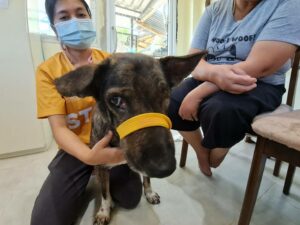 TMTRD Veterinary Team