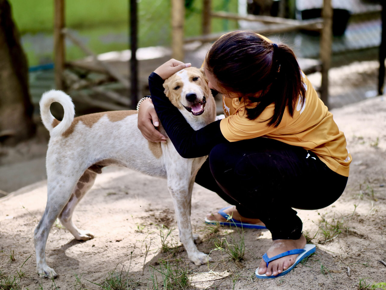 Veterinary team