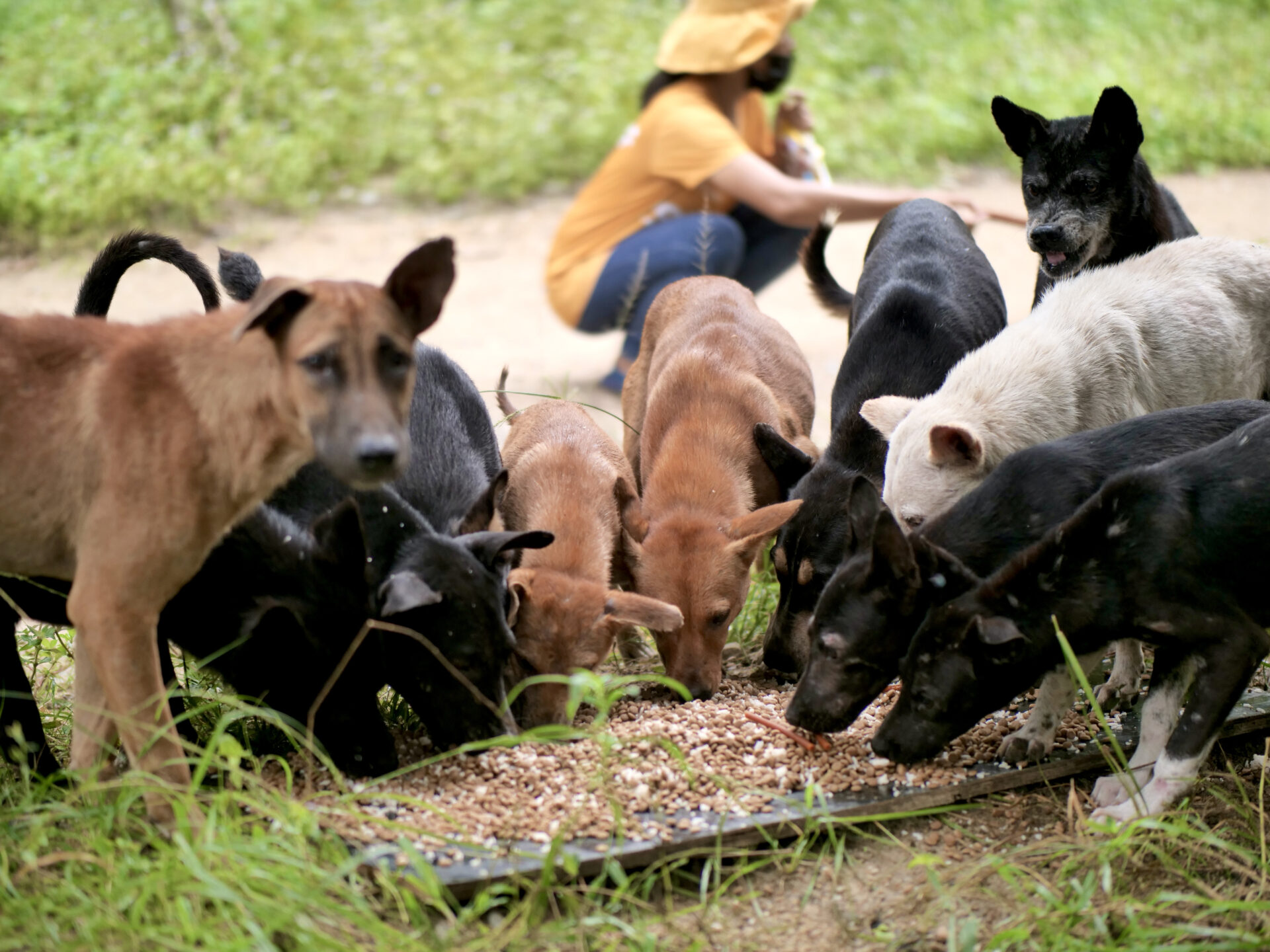 A pack of rescued stray dogs, a mix of colors and sizes, huddle together to eat dry food from a large wooden tray on the ground. The dogs appear healthy and well-fed, taken care of by a dog rescue thaiuland organisation called TMTRD, with one in the foreground looking directly at the camera. In the background, a person wearing a yellow hat and a face mask is kneeling, watching over the group, with lush green grass and foliage visible around them.