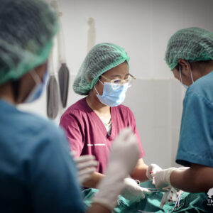 Spay/Neuter & Vaccinate a Shelter Dog